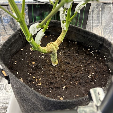 Ghideon growlog timeline photo