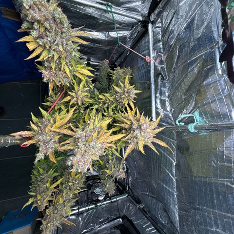 Ghideon growlog timeline photo