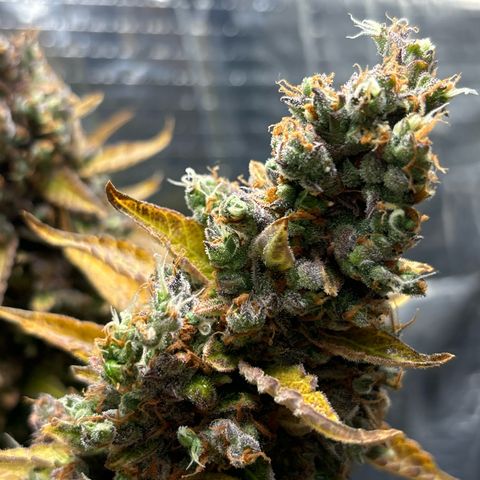 Ghideon growlog timeline photo