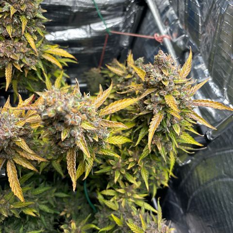 Ghideon growlog timeline photo