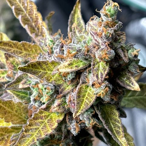 Ghideon growlog timeline photo
