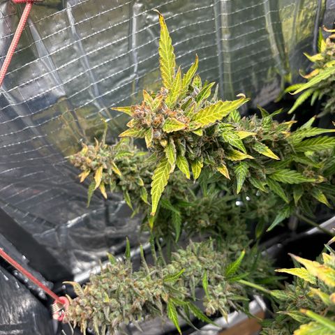 Ghideon growlog timeline photo