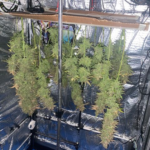 Ghideon growlog photo: RACCOLOTO