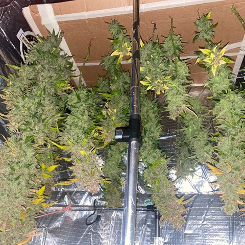 Ghideon growlog photo: RACCOLOTO