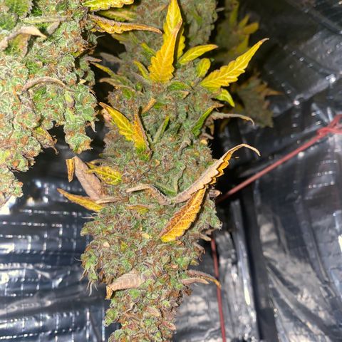 Ghideon growlog photo: RACCOLOTO