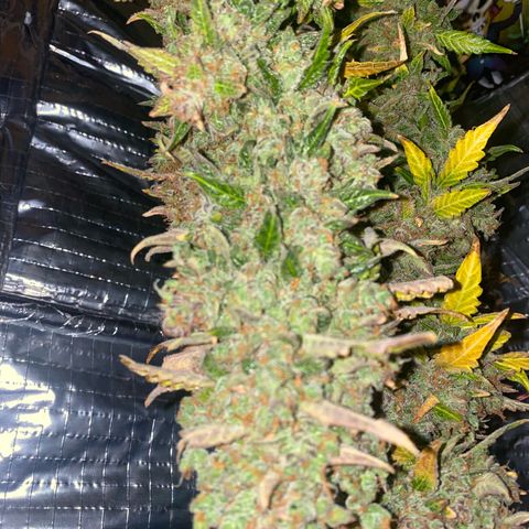 Ghideon growlog photo: RACCOLOTO