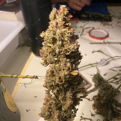 Ghideon growlog photo: inizio concia 8 giorni dopo il raccoloto e l’essicazione in box
