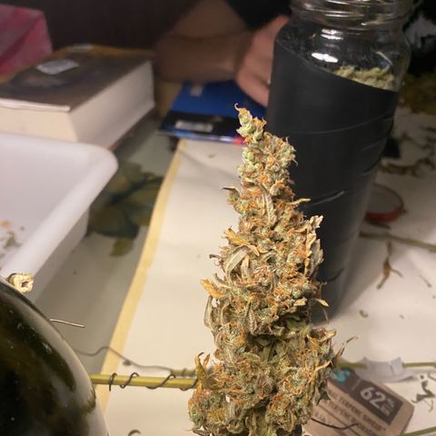 Ghideon growlog photo: inizio concia 8 giorni dopo il raccoloto e l’essicazione in box