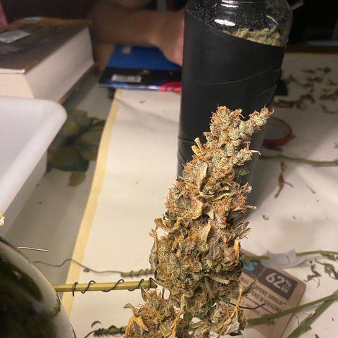 Ghideon growlog photo: inizio concia 8 giorni dopo il raccoloto e l’essicazione in box