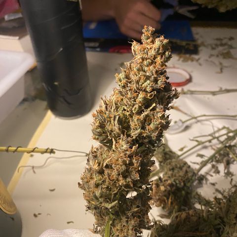 Ghideon growlog photo: inizio concia 8 giorni dopo il raccoloto e l’essicazione in box