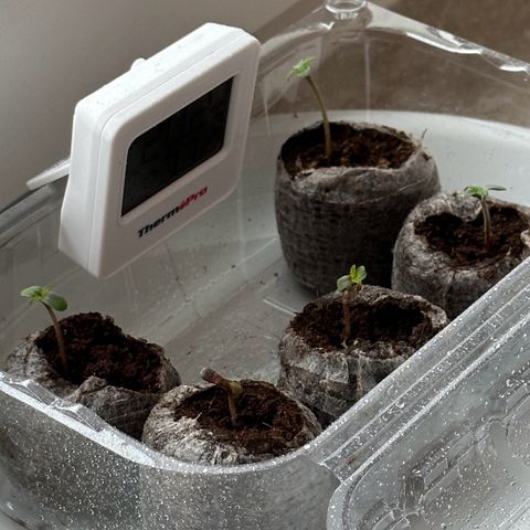 La Diva  #2 growlog timeline photo