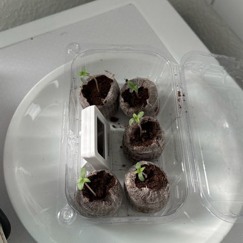 La Diva  #2 growlog timeline photo