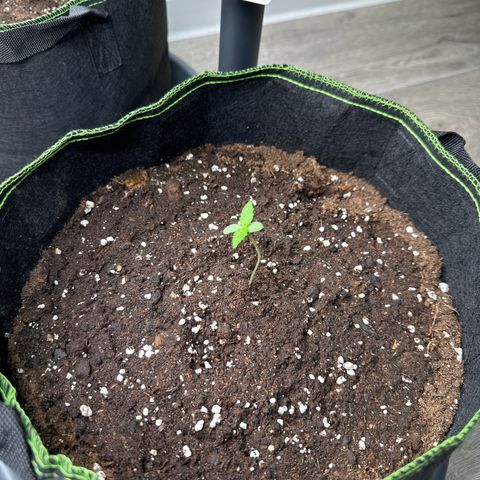 Quick One growlog timeline photo