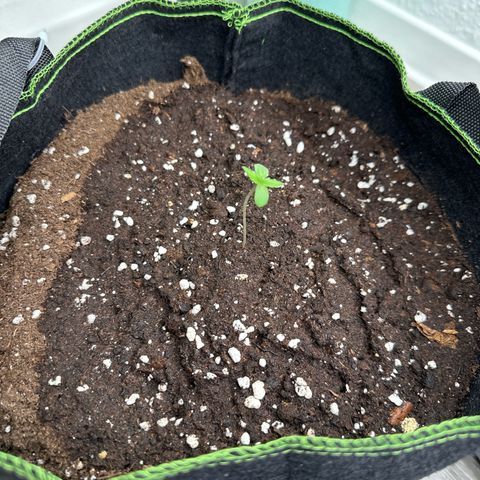 La Diva  #1 growlog timeline photo