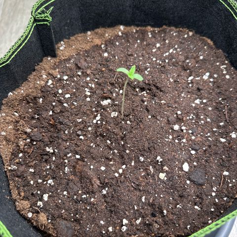 La Diva  #2 growlog timeline photo