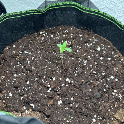 La Diva  #3 growlog timeline photo