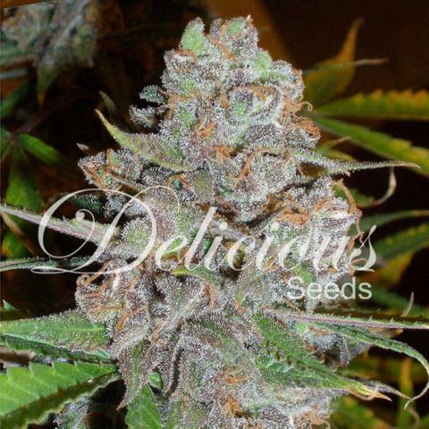 La Diva  #3 growlog timeline photo
