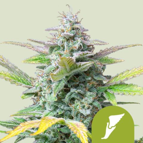 Quick One growlog timeline photo