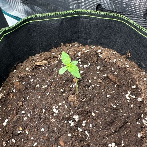 Quick One growlog timeline photo