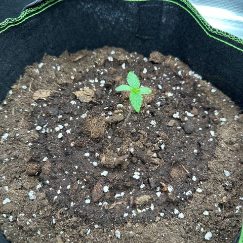 La Diva  #3 growlog timeline photo