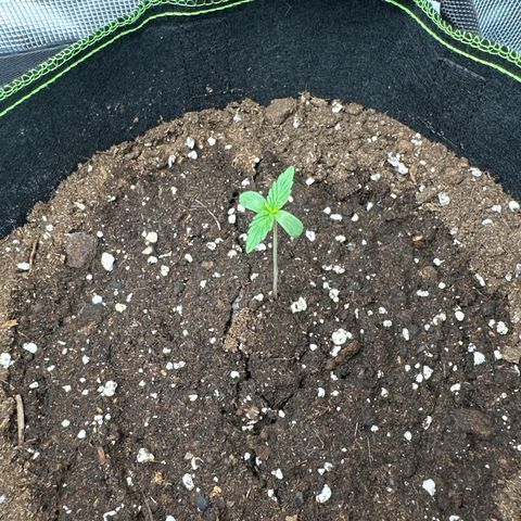 La Diva  #2 growlog timeline photo