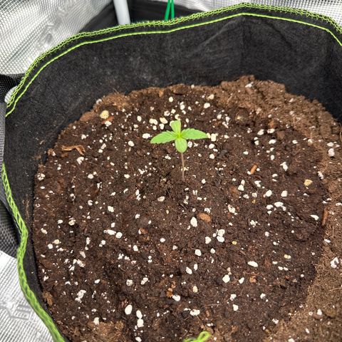 La Diva  #1 growlog timeline photo