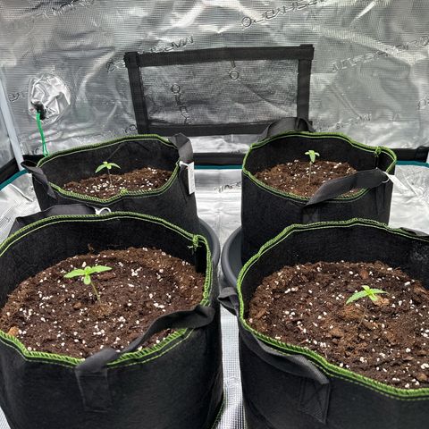 La Diva  #2 growlog photo: 2nd Leaves coming on all ❤️