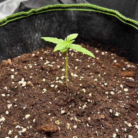 Quick One growlog timeline photo