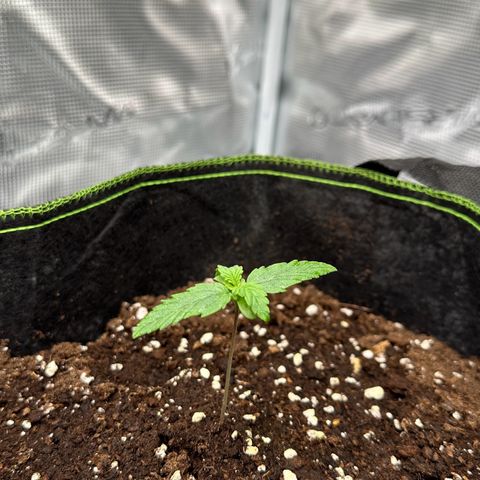 La Diva  #1 growlog timeline photo