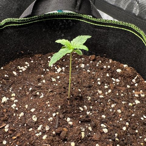 La Diva  #2 growlog timeline photo