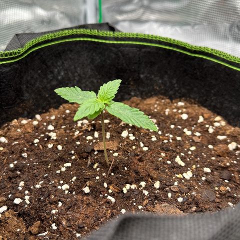 La Diva  #3 growlog timeline photo
