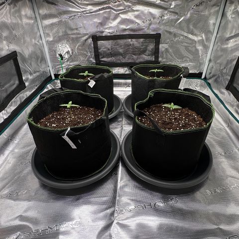 La Diva  #2 growlog timeline photo