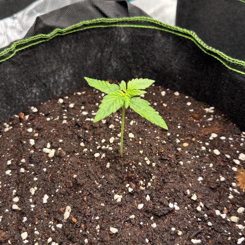 Quick One growlog timeline photo