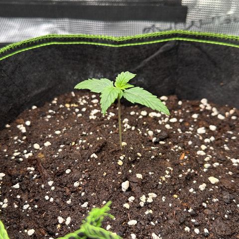 La Diva  #1 growlog timeline photo