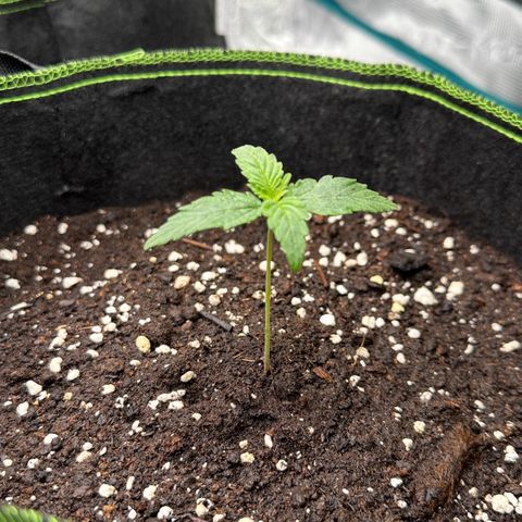 La Diva  #2 growlog timeline photo