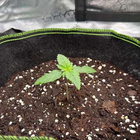 La Diva  #3 growlog timeline photo