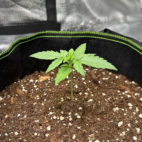 Quick One growlog timeline photo