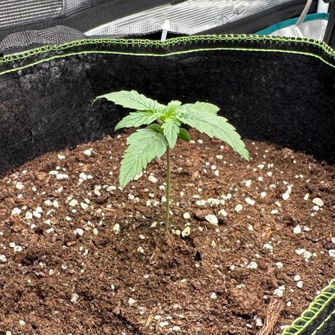 La Diva  #1 growlog timeline photo