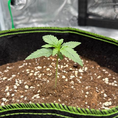 La Diva  #2 growlog timeline photo