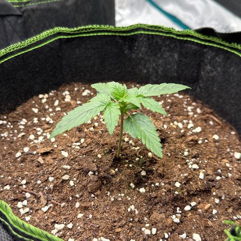 La Diva  #3 growlog timeline photo
