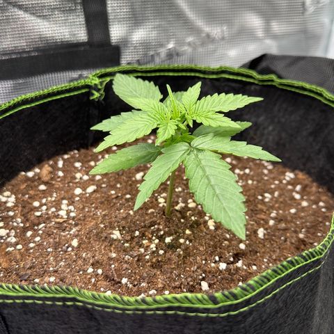 Quick One growlog timeline photo