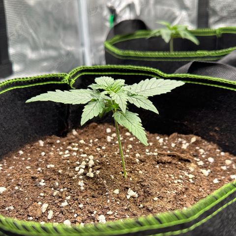 La Diva  #1 growlog timeline photo