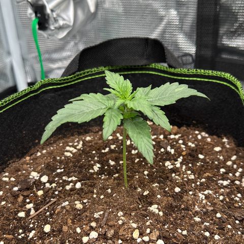 La Diva  #2 growlog timeline photo