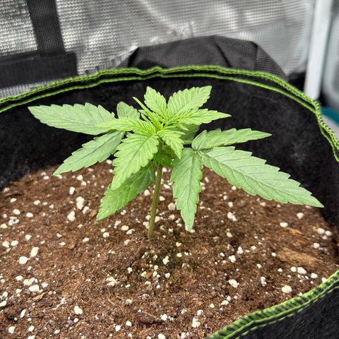 La Diva  #3 growlog timeline photo