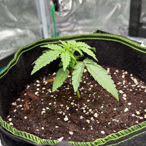 Quick One growlog timeline photo