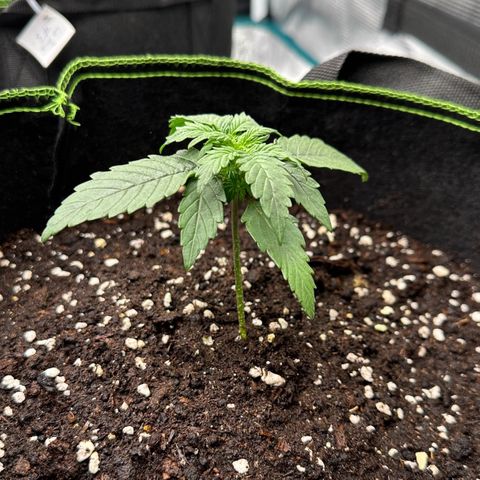 La Diva  #1 growlog timeline photo