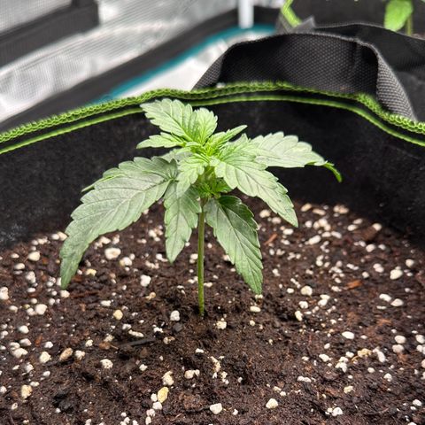 La Diva  #2 growlog timeline photo