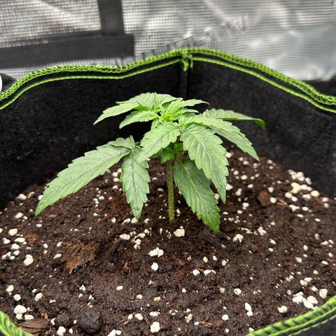 La Diva  #3 growlog timeline photo