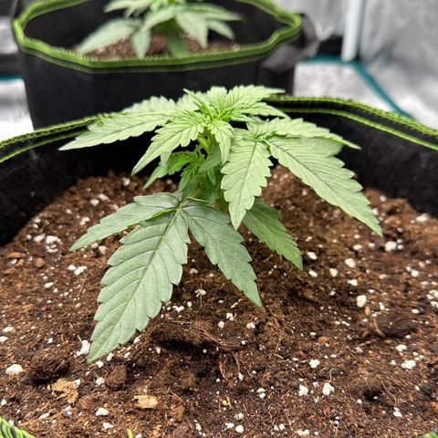 Quick One growlog timeline photo