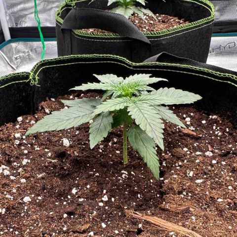 La Diva  #1 growlog timeline photo